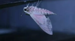 Night moth: popis a životný štýl